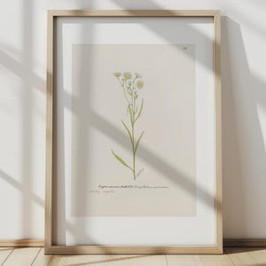 Stampa botanica - Daisy Fleabane di S. Fred Prince - Stampa artistica di scienze naturali d'archivio - Poster con cornice in legno e carta opaca di alta qualità