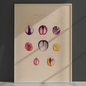 Impression botanique - pétales de tulipes par Robert J. Thornton - - grande oeuvre d'art murale - art végétal - art floral