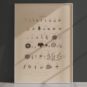 Stampa botanica - Ordini di Robert J. Thornton - - Grande arte murale - Arte vegetale - Arte floreale