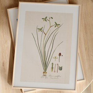 Stampa botanica - Albuca Viridiflora di Nikolaus J. F. von Jacquin - Arte scientifica naturale d'archivio - Grande arte murale - Arte murale con cornice