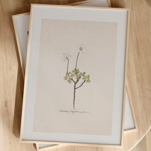 Stampa botanica floreale, arte murale minimale, stampa vintage di scienze naturali, decorazione murale di piante, illustrazione floreale, stampa artistica botanica, anemone