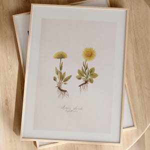 Stampa botanica - Arnica Glacialis di Nikolaus J. F. von Jacquin - Arte d'archivio di scienze naturali - Grande arte da parete - Arte da parete incorniciata