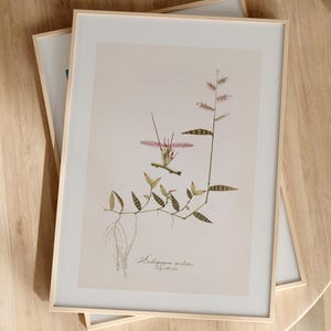 Stampa botanica - Andropogon Undatus di Nikolaus J. F. von Jacquin - Arte scientifica naturale d'archivio - Grande stampa murale - Stampa murale con cornice