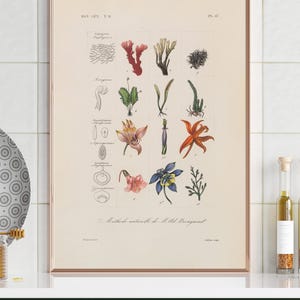 Stampa botanica floreale minimalista, stampa vintage di scienze naturali, decorazione da parete con piante, illustrazione floreale, stampa artistica botanica Hérincq II