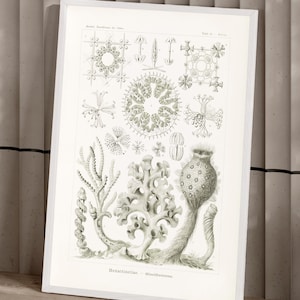 Stampa di fauna marina - Hexactinellae - Poster vintage di scienze naturali, stampa artistica da parete con animali, grande stampa artistica da parete, stampa scientifica