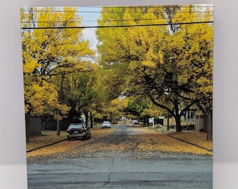 Four Seasons 16X24 Print Set Threadleaf Japanese Maple Tree