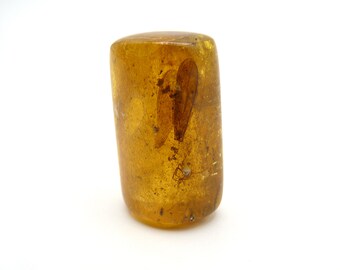 Genuine Natural Copal Raw Amber Specimen with Insects and Wing Inclusions, Young Amber