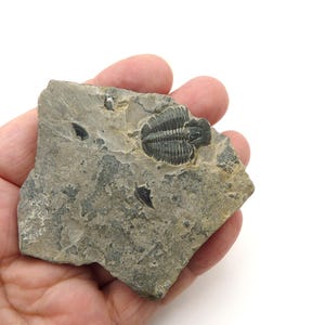 May include: A gray fossil of a trilobite embedded in a piece of rock. The fossil is a dark gray color and has a detailed, segmented body. The rock is a light gray color with darker gray and black inclusions.