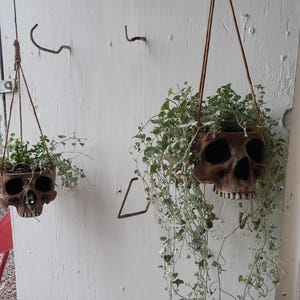 May include: Two hanging planters shaped like skulls, each with a different plant growing inside. The planters are made of a brown material and have a realistic skull design. The plants are green and leafy.