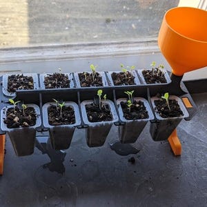 May include: A black and orange seedling tray with small plants growing in individual pots. An orange funnel is attached to the tray. The tray is on a dark surface near a window.