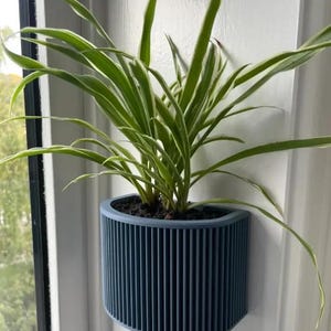May include: A blue, semi-circular wall-mounted planter with vertical lines, holding a green and white striped plant. The planter is attached to a white wall near a window, showcasing a modern design for indoor plants.