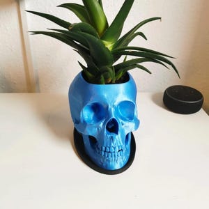 Peut inclure: Un pot de fleurs en forme de crâne bleu imprimé en 3D avec une plante succulente qui pousse au sommet. Le crâne est posé sur une base noire.