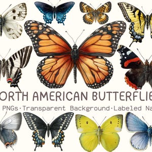 North American Butterflies Clipart, Labeled Butterfly Species 24 PNG, Scientific Butterfly Illustrations,  Nature Study PNG Bundle