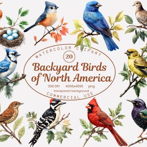 Backyard Bird Clipart Collection, North America Birds Watercolor Clipart Set 20 PNG, Song Birds, Cardinal, Robin PNG Sublimation Designs
