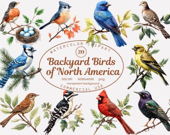 Bakgårdsfågel Clipart-samling, Nordamerikanska fåglar akvarell Clipart-set 20 PNG, sångfåglar, kardinal, rödhake PNG sublimeringsdesigner