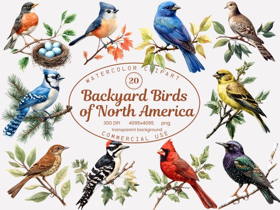 Backyard Bird Clipart Collection, North America Birds Watercolor Clipart Set 20 PNG, Song Birds, Cardinal, Robin PNG Sublimation Designs