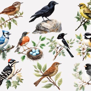 May include: A collection of ten watercolor paintings of different bird species. The birds are depicted in various poses and settings, including a robin perched on a branch, a blue jay with its wings spread, and a black crow standing on a rock. The paintings are all done in a realistic style and feature intricate details.