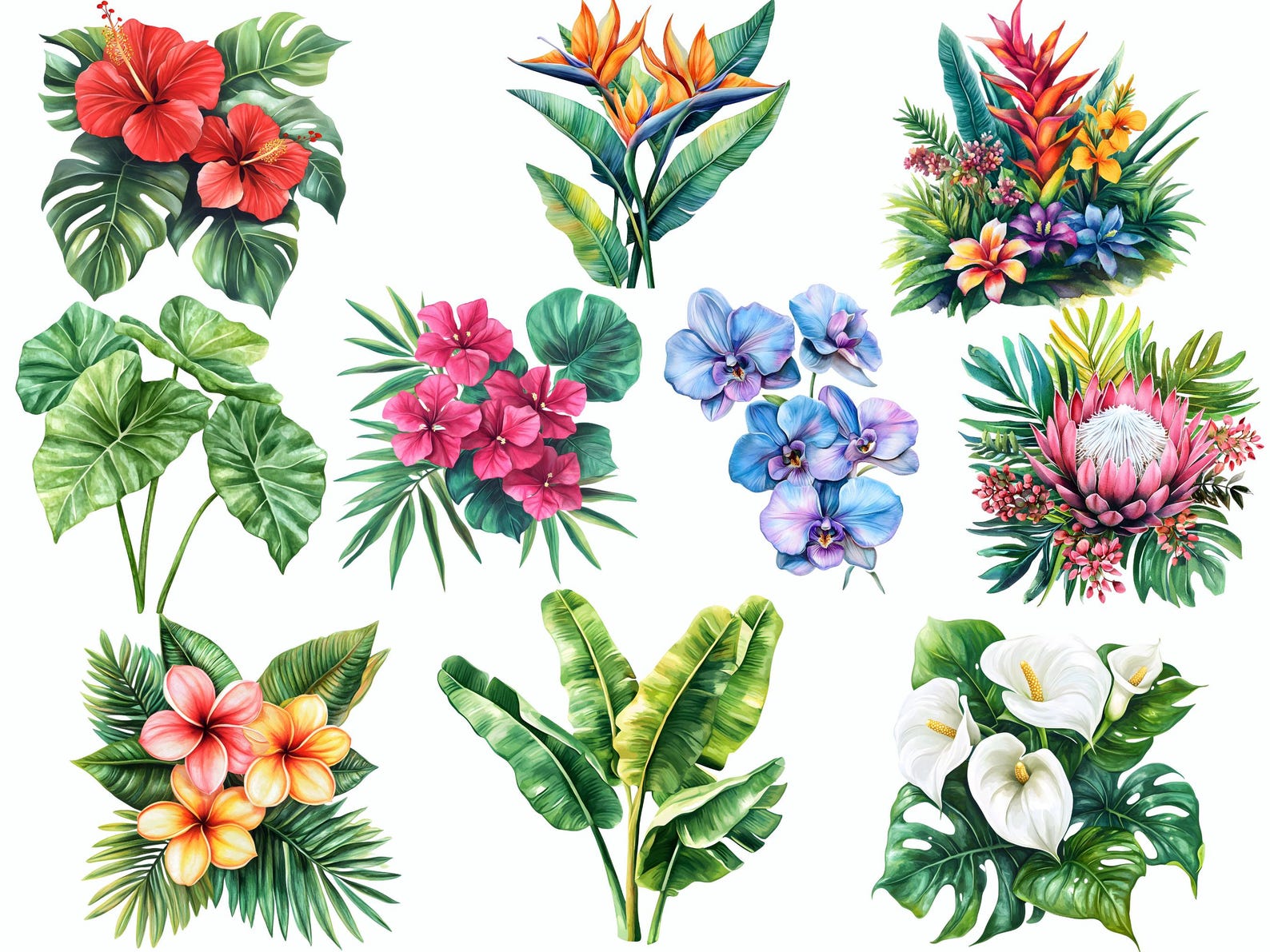 Tropical Plant Clipart Collection, Exotic Foliage, Flowers 20 PNG ...
