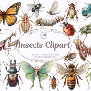 May include: Digital clipart featuring watercolor illustrations of various insects, including a monarch butterfly, a ladybug, a praying mantis, and a bee. The text "Insects Clipart" is displayed in a decorative font.