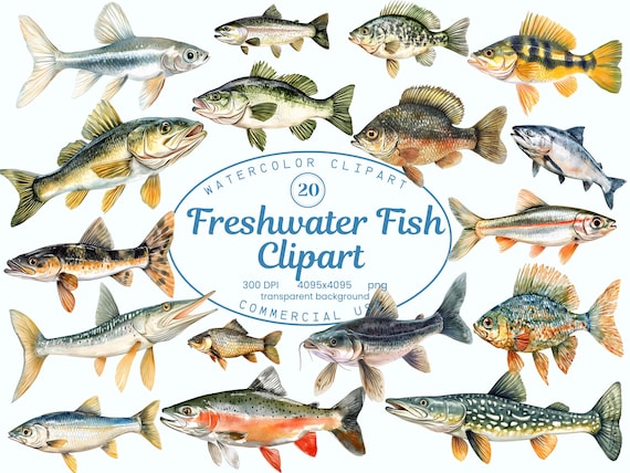 Freshwater Fish Clipart Collection, River Fisherman Life 20 PNG Illustrations, Watercolor Bass, Trout Fish, Digital Download, Commercial Use