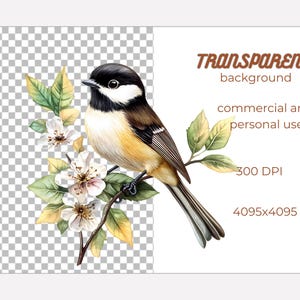 May include: A watercolor illustration of a black-capped chickadee perched on a branch with white blossoms. The bird has a black cap, white cheeks, and a yellow breast. The background is transparent.