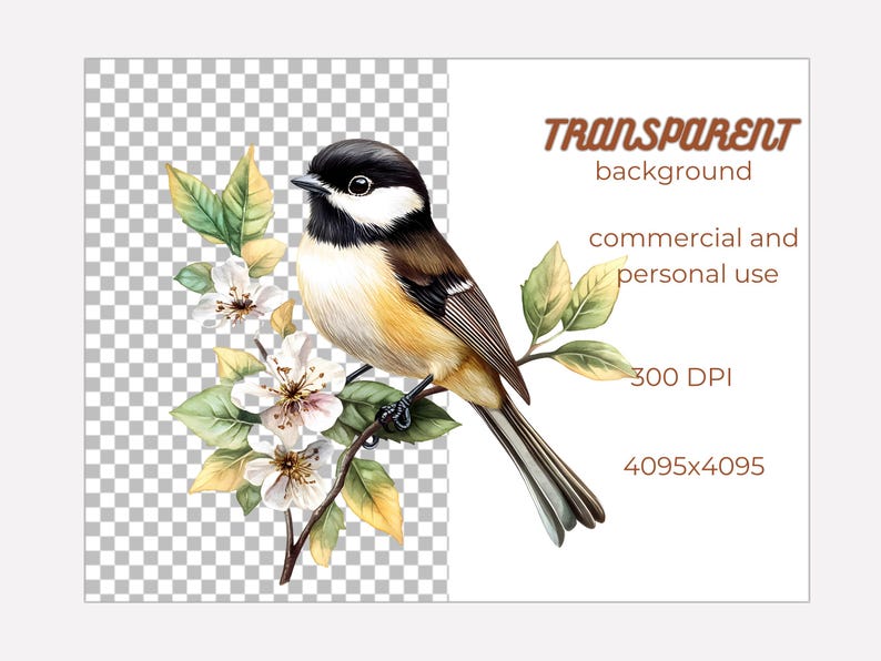 May include: A watercolor illustration of a black-capped chickadee perched on a branch with white blossoms. The bird has a black cap, white cheeks, and a yellow breast. The background is transparent.