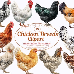 May include: A digital clipart set displaying 18 chicken breeds. The image presents diverse chickens with varied plumage, including black, white, brown, and speckled patterns. The text reads "Chicken Breeds Clipart".