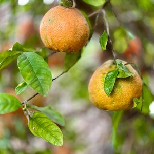 Organic Rangpur Lime Seeds Citrus x Limonia Naranjilla