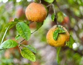 Organic Rangpur Lime Seeds Citrus x Limonia Naranjilla