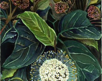 Art Print Original Watercolor Buttonbush Woodland Plant