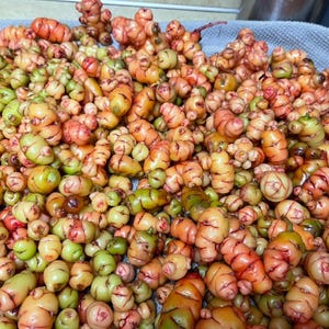May include: A close-up shot of a pile of colorful oca tubers. The tubers vary in color from green to orange and red. They have a bumpy texture and are of various sizes. The oca tubers are a root vegetable.