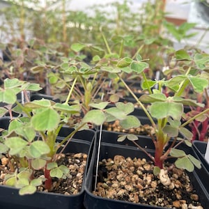 May include: Close-up of several small potted plants with green, clover-like leaves and reddish stems. The plants are in black square pots filled with soil. The background shows more plants and a bright, indoor setting.