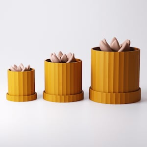 Puede incluir: Tres macetas cil&iacute;ndricas de color amarillo mostaza de diferentes tama&ntilde;os, cada una con una textura acanalada vertical y una bandeja base circular a juego. Dentro de cada maceta hay una suculenta de color malva claro con hojas redondeadas.