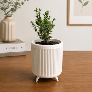 Puede incluir: Una maceta de cer&aacute;mica blanca con dise&ntilde;o acanalado y tres patas peque&ntilde;as, que contiene una planta verde. Un jarr&oacute;n beige con ramas de eucalipto y una impresi&oacute;n bot&aacute;nica enmarcada est&aacute;n en el fondo. La maceta est&aacute; sobre una superficie de madera.