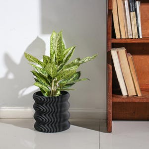 May include: A potted plant with variegated green and white leaves sits in a matte black cylindrical planter featuring a distinct vertical wavy or ribbed texture. The plant has multiple stems and pointed foliage, providing a contrast to the dark container.
