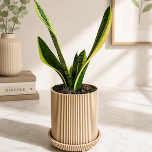 Puede incluir: Planta de serpiente en maceta de cer&aacute;mica beige acanalada con platillo a juego. Las hojas son verdes y amarillas. La maceta est&aacute; sobre una superficie de m&aacute;rmol blanco, con un fondo neutro.