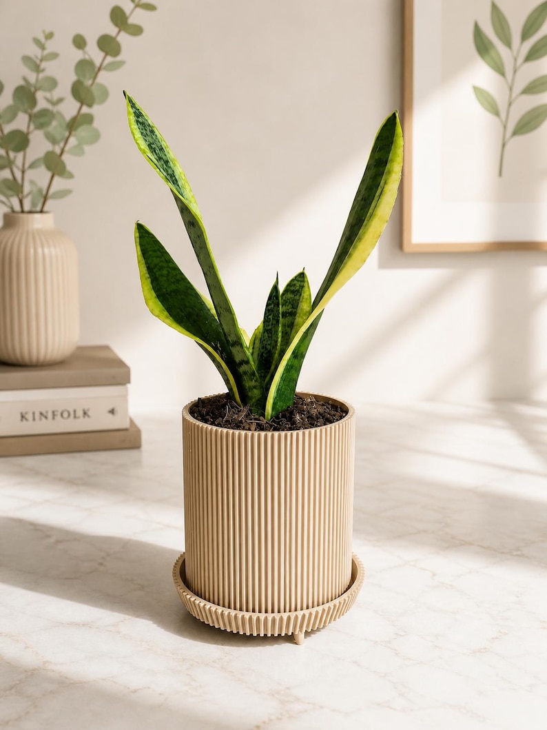 Puede incluir: Planta de serpiente en maceta de cer&aacute;mica beige acanalada con platillo a juego. Las hojas son verdes y amarillas. La maceta est&aacute; sobre una superficie de m&aacute;rmol blanco, con un fondo neutro.