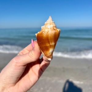 May include: A brown and white seashell with a pointed tip, held in a hand against a blue sky and ocean background.