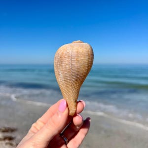 May include: A light brown seashell with a pointed tip, held in a hand against a blue sky and a sandy beach background.