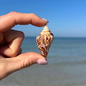 10 Florida Fighting Conch Shells + bonus shell