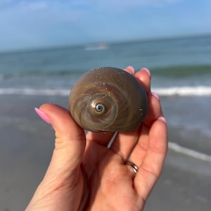Shark Eye Moon Snail shell + bonus shell
