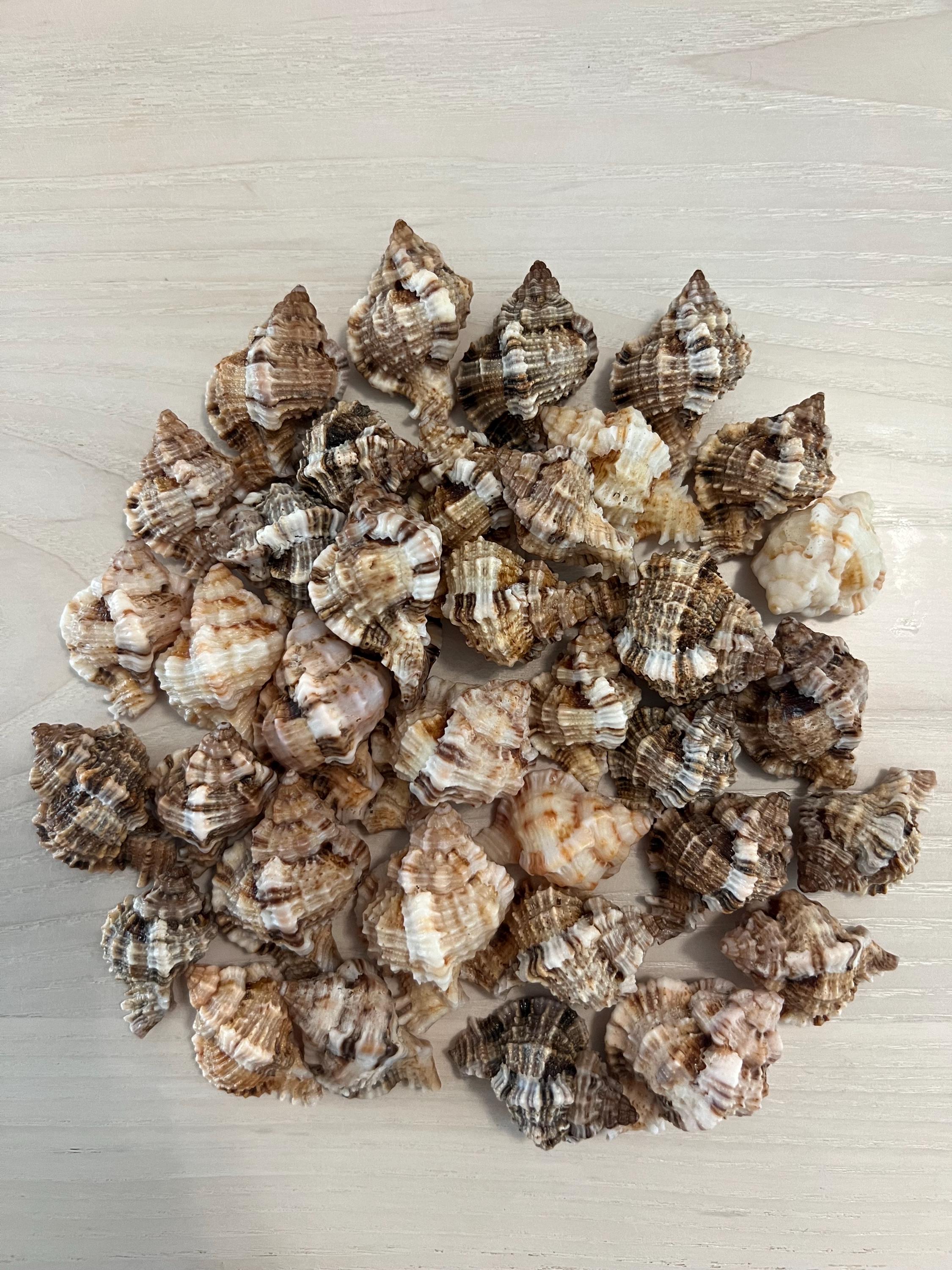 15 Apple Murex Shells + Bonus Shell - Etsy