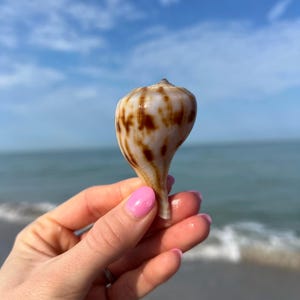 Pear Whelk Shell + bonus shell
