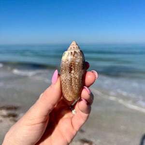 May include: A brown and white seashell with a pointed tip, held in a hand against a blue sky and ocean background.
