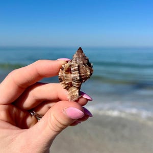 May include: A small, intricately patterned seashell with a spiral shape, held against a backdrop of a blue sky and ocean. The shell features a mix of brown, tan, and white hues, showcasing natural textures and details. The image captures a moment at the beach.