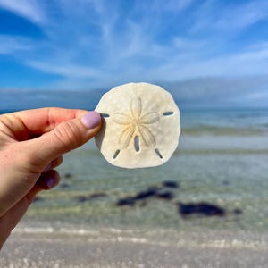 Florida Sand Dollars