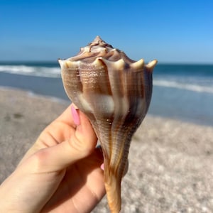 Lightning Whelk Shell + bonus shell