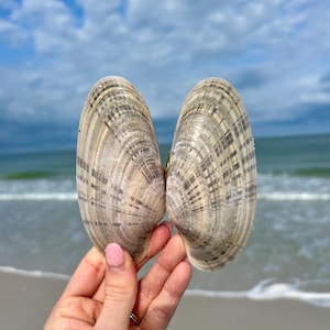 May include: Two beige seashells with dark brown stripes are held up against a backdrop of a beach and ocean. The shells are open, revealing their inner texture. The sky is blue with white clouds. The shells are held by a person with pink nail polish.