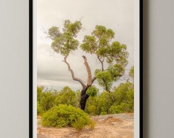May include: Framed print featuring a tree with green foliage and a dark, textured trunk. The tree stands against a backdrop of a cloudy sky and lush green vegetation. The artwork is encased in a black frame.