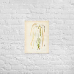 Grass XIII Poster